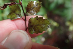 Nothofagus truncata