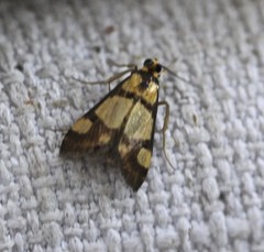 Deuterarcha xanthomela