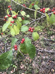Lonicera maackii