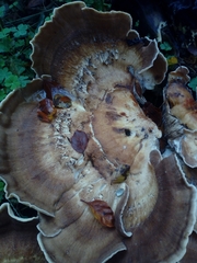Fungi