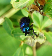 Chrysochus asclepiadeus