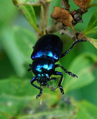 Chrysochus asclepiadeus