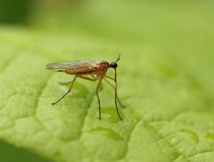 Empis trigramma