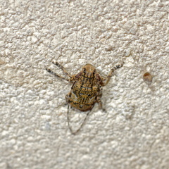Mesosa nebulosa