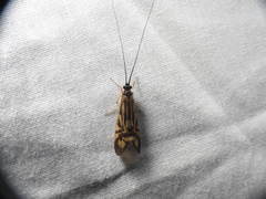 Macrostemum zebratum