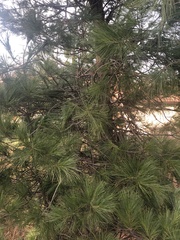 Pinus
