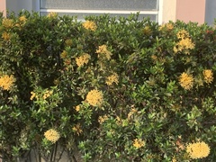 Ixora coccinea