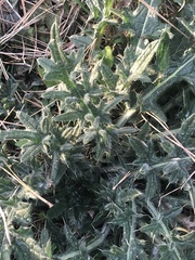 Cirsium