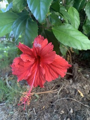 Hibiscus × archeri