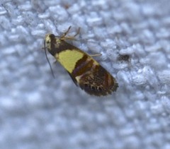 Eupselia tristephana