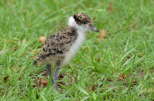 Masked Lapwing, photo 5 of 8