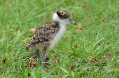 Masked Lapwing photo 5