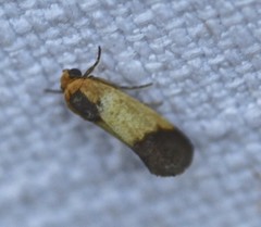 Acontia thapsina