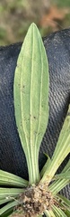 Plantago lanceolata