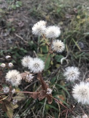 Asteraceae