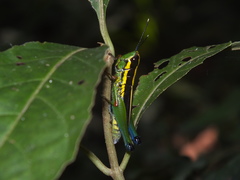 Mastusia quadricarinata