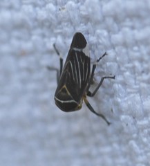 Eurymeloides lineata