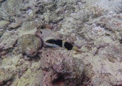 Thalassoma nigrofasciatum