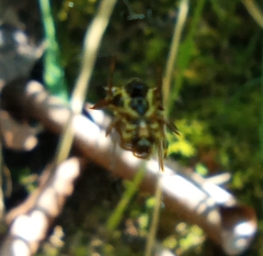 Micrathena ucayali