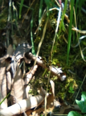 Micrathena ucayali