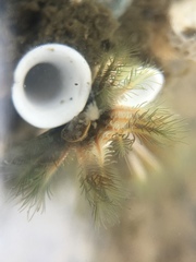 Ficopomatus enigmaticus