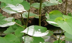 Erebus hieroglyphica