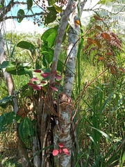 Acalypha hispida