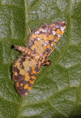 Eurrhyparodes tricoloralis