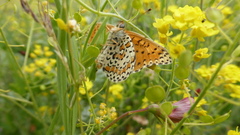 Melitaea trivia