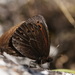 Dalmatian Ringlet - Photo (c) Chris van Swaay, some rights reserved (CC BY-NC), uploaded by Chris van Swaay