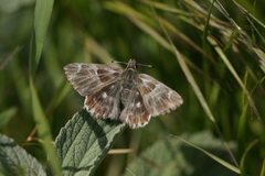 Muschampia orientalis