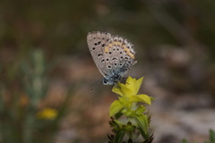 Pseudophilotes bavius