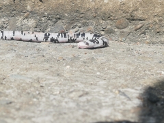 Amphisbaena fuliginosa bassleri