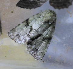 Acronicta psorallina