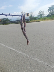 Amphisbaena fuliginosa bassleri