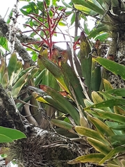 Aechmea bracteata
