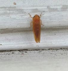 Chlorotettix lusorius