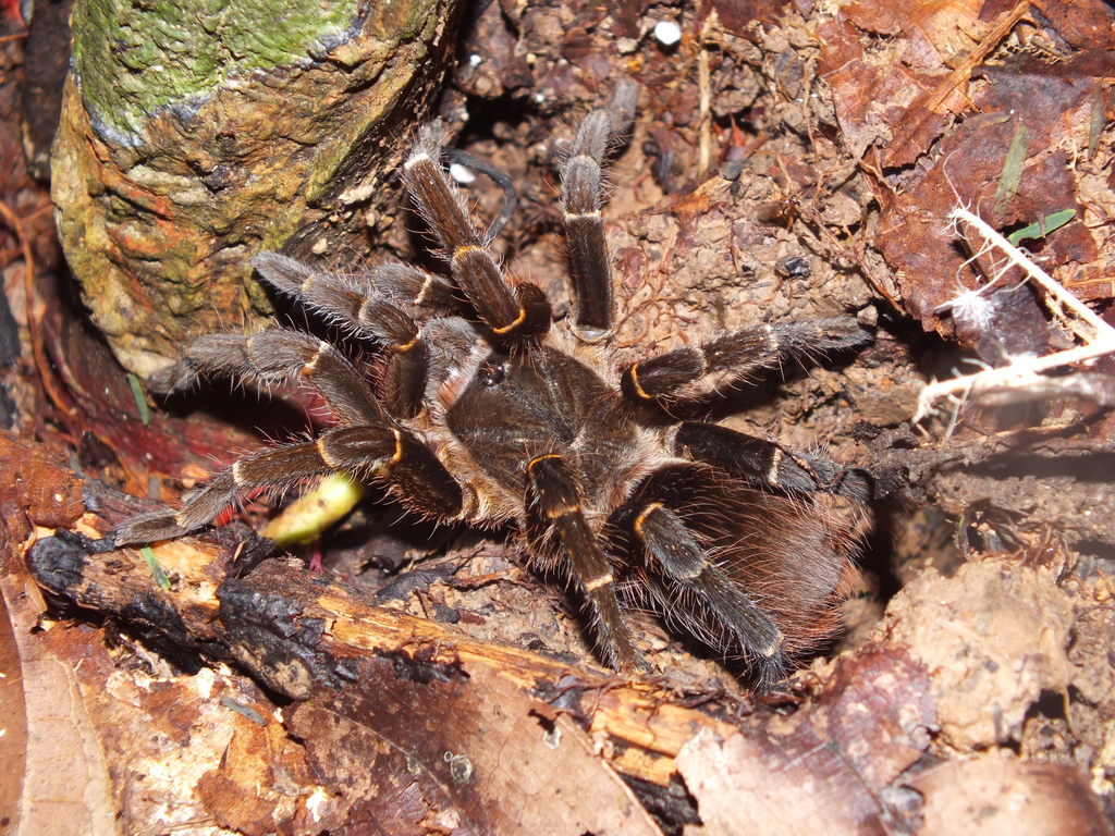 Reversopelma spinometatarsi