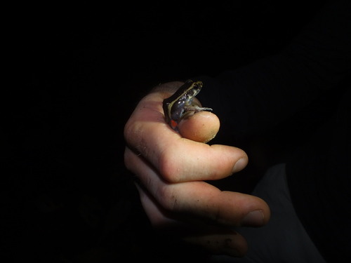 Lithodytes lineatus