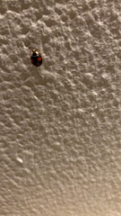 Harmonia axyridis