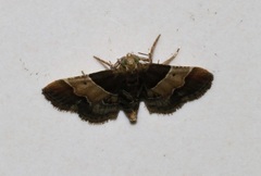 Pyralis pictalis