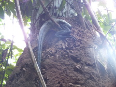 Tupinambis teguixin
