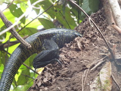 Tupinambis teguixin