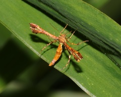 Xyroptila oenophanes