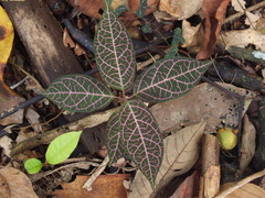 Echites rubrovenosus