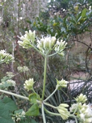 Mikania scandens image