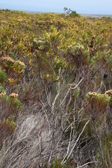 Capeochloa cincta cincta