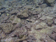 Thalassoma nigrofasciatum
