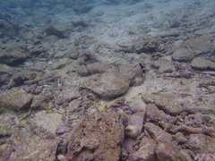 Thalassoma nigrofasciatum