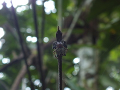 Aspidolasius branicki